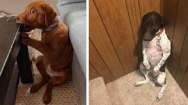 Dodici casi in cui i proprietari hanno perdonato tutti gli animali divertenti