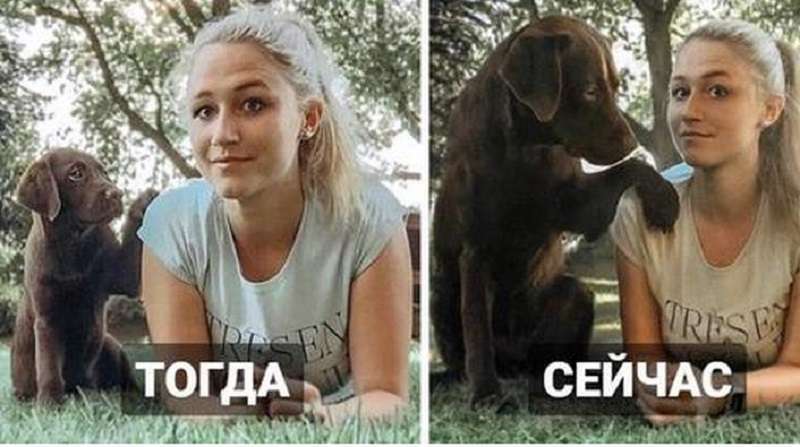 15 foto di cani prima e dopo che sono cresciuti e sono passati da teneri cuccioli a grandi