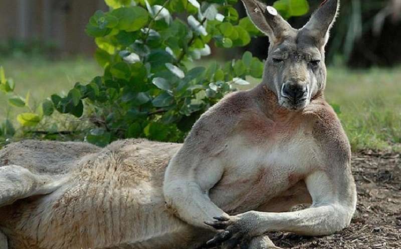 Gli animali in posa sfidano i modelli adulti