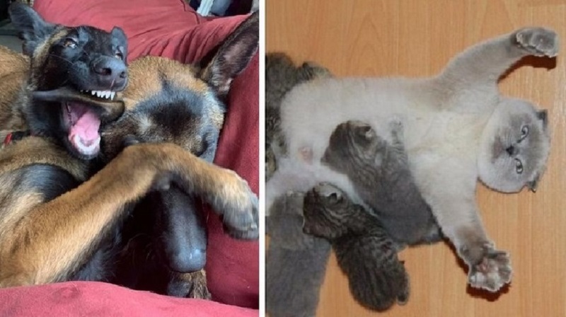 15 cani e gatti che hanno avuto figli e hanno dimostrato che fare i genitori è una sfida anche per gli animali domestici