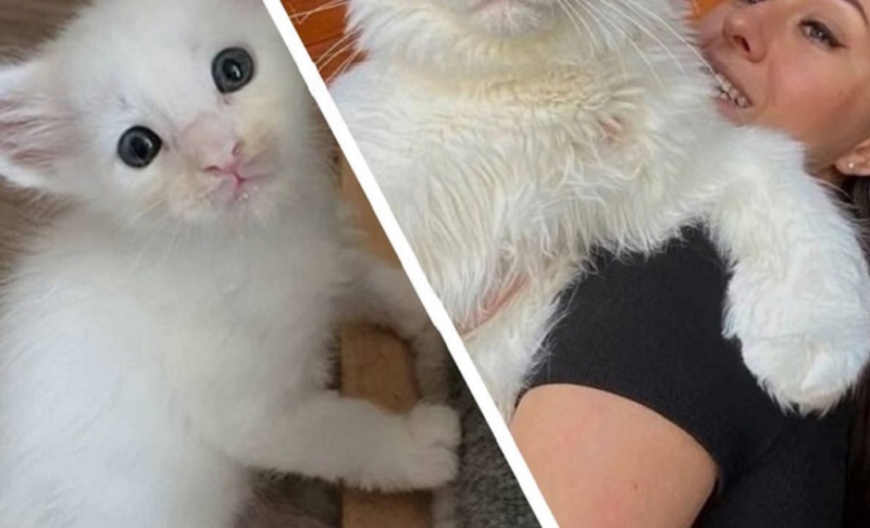 La ragazza ha comprato un gatto normale al mercato e un anno dopo si è trasformato in un gatto insolito