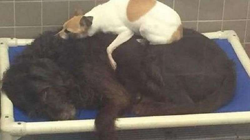Due cani sono stati abbandonati, ma non si sono allontanati l'uno dall'altro. Hanno fatto un'eccezione al rifugio