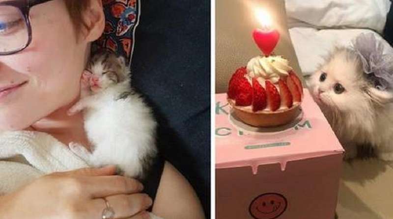 15 foto di gattini la cui piccolezza sembra così insolita da sembrare illegale