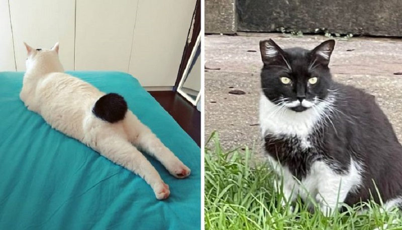 10 animali dall'aspetto insolito che gli si addice