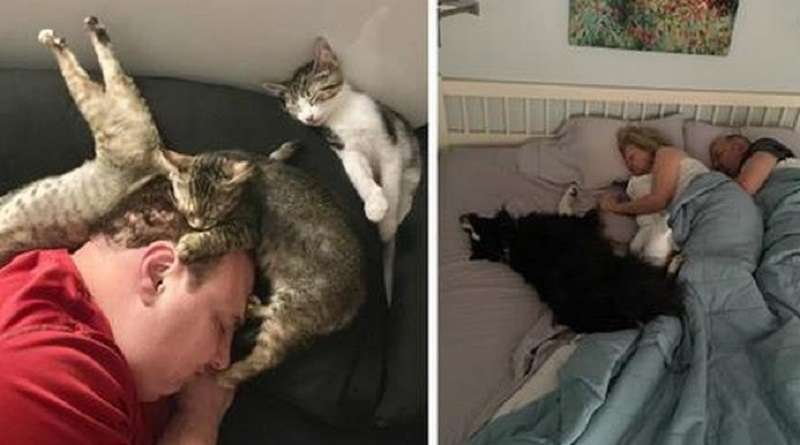 Cani e gatti in 12 esempi di sfacciata arroganza di sfollamento spudorato delle persone dai loro posti letto