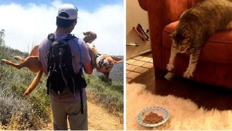 15 foto di animali che, nella loro pigrizia, hanno raggiunto il livello “pro”