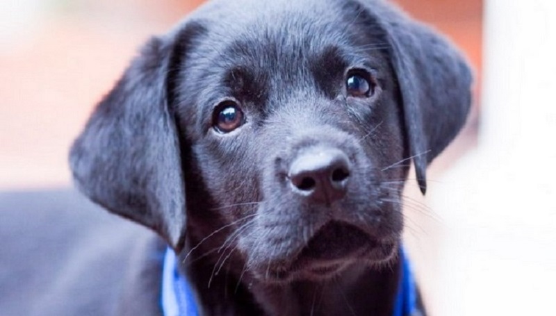 Il cucciolo del canile voleva tanto trovare un padrone che ha anche imparato a sorridere