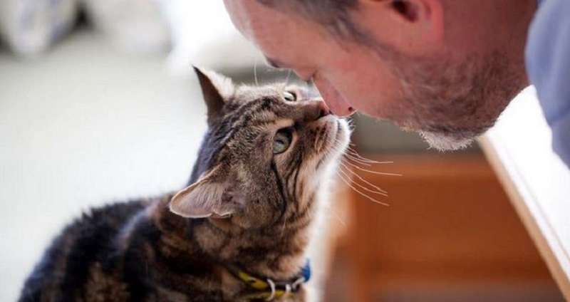 5 cose che i gatti odiano e per questo mostrano il loro carattere