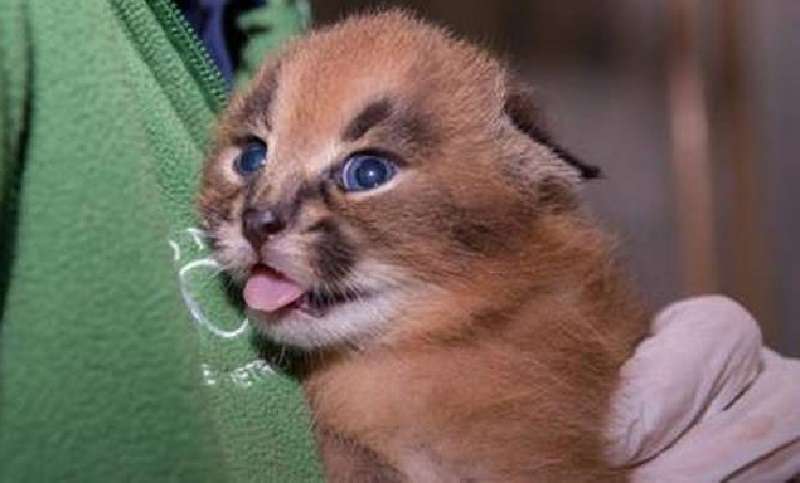 Di gran lunga, questi sono i gattini più belli del mondo.