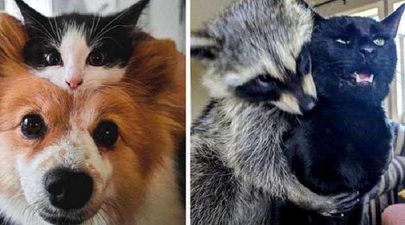 15 casi in cui gli animali hanno trovato amici e ora non possono separarsene
