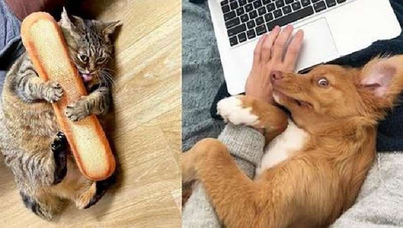 10 prove che la vita con gli animali non può essere noiosa