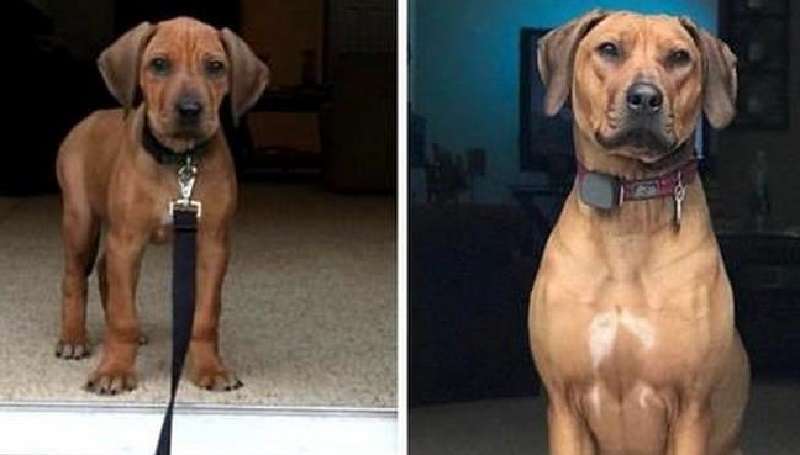 15 foto prima e dopo di cani da adorabili cuccioli a potenti adulti
