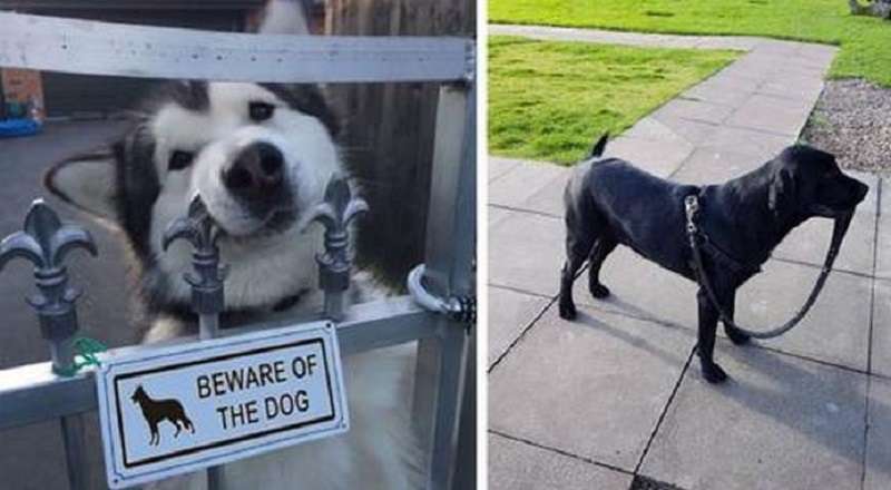 15 foto divertenti e toccanti, guardando le quali viene la tentazione di dire: “Chi è il cane più bello qui?”