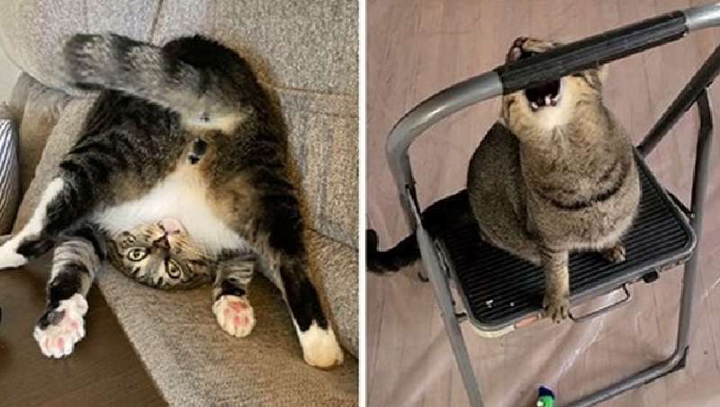 Dottore, sembra che il mio gatto sia “rotto”!