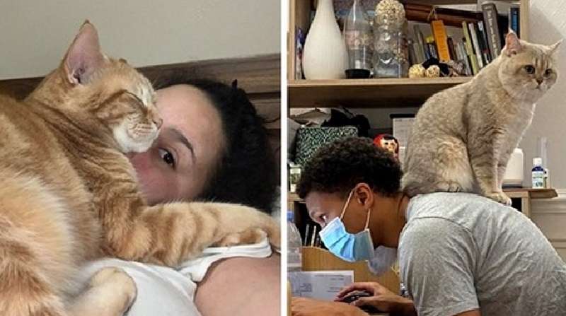 15 gatti spudorati che disprezzano lo spazio personale dei loro proprietari e lo invadono sfacciatamente
