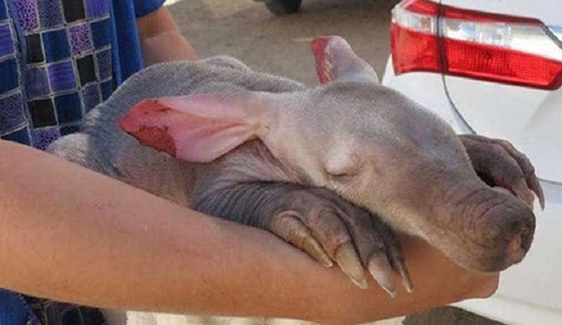 Autista di camion raccoglie adorabile “alieno” nel deserto