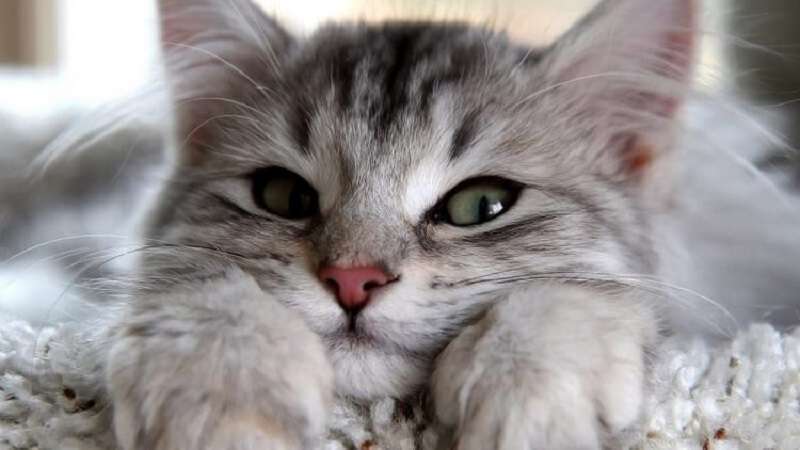 10 consigli ingegnosi per i proprietari di gatti
