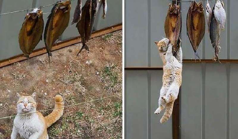 Colto in flagrante: si tratta di circa 15 gatti degni del protocollo di polizia. Con una nota: “La fame non è zia!”
