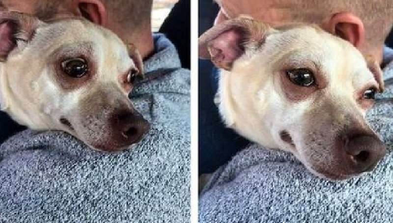 Foto divertenti che dimostrano che essere il proprietario di un cane è felicità