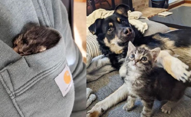 Un gattino orfano è stato salvato dall'estinzione da tutta la famiglia, insieme a cani e gatti. Salvato!