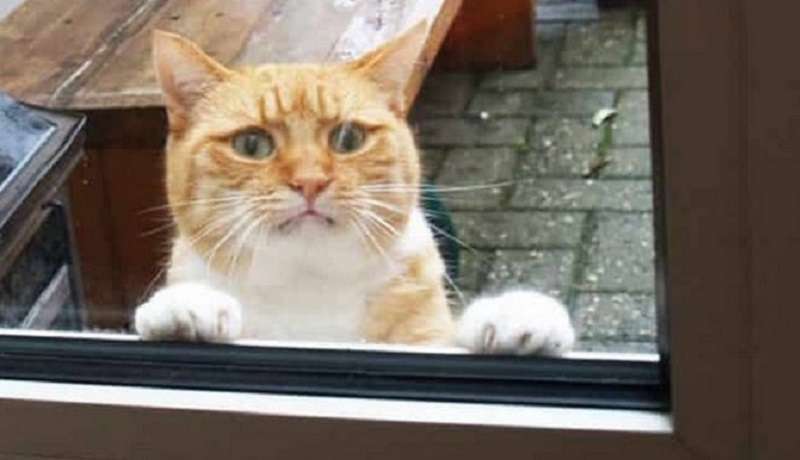 10 foto di animali domestici: i proprietari si sono solo dimenticati di farli entrare in casa in tempo
