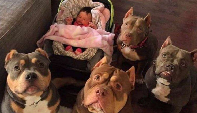 L'amore incondizionato per gli animali domestici in queste foto toccanti