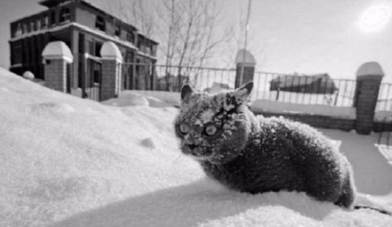 Alcune prove che i gatti e l'inverno non sono fatti l'uno per l'altro