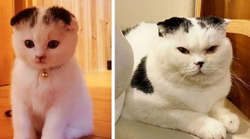 Una dozzina di immagini di animali domestici adulti che hanno solo accresciuto il loro fascino nel corso degli anni