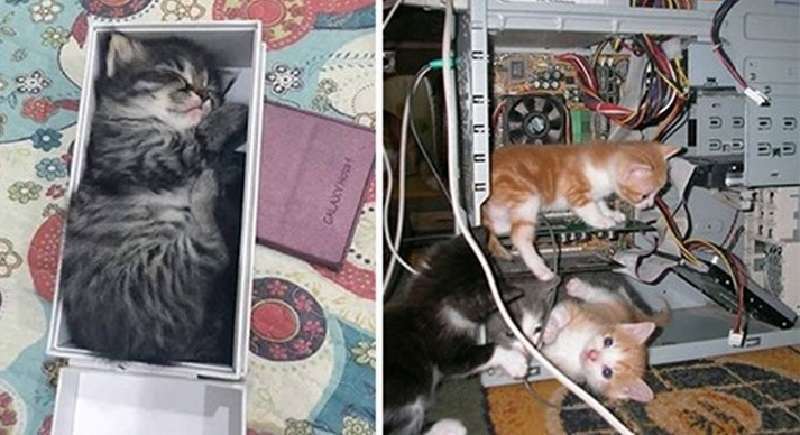 Gatti cattivi che si sforzano di arrampicarsi dove non dovrebbero essere