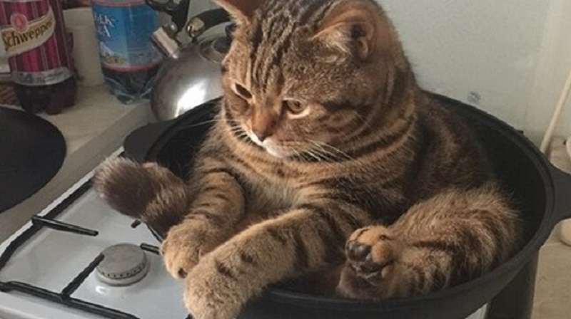 10 esempi della spudorata (seppur elegante) argomentazione dei gatti secondo cui sono le padrone di casa!
