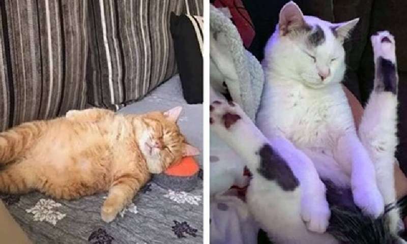 11 pose incredibili in cui un gatto può addormentarsi facilmente