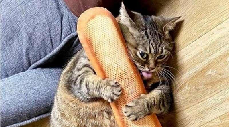 15 esempi che la vita con un animale domestico non può essere noiosa