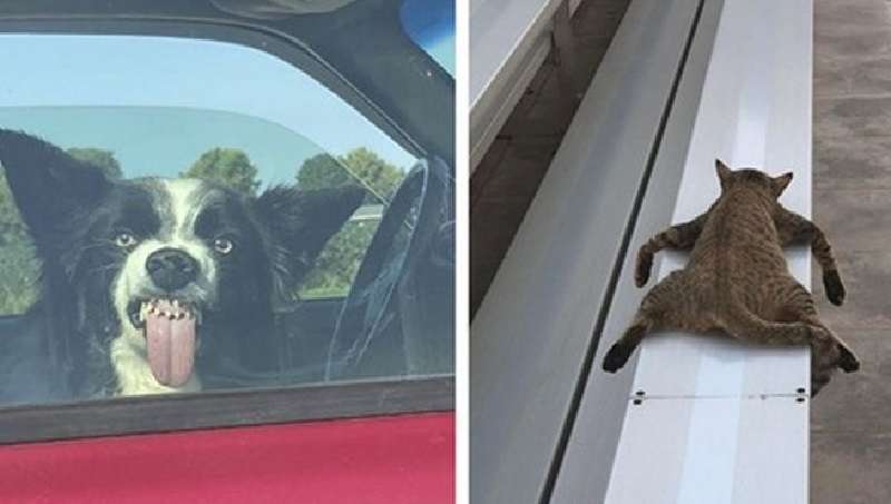 Dieci animali molto divertenti