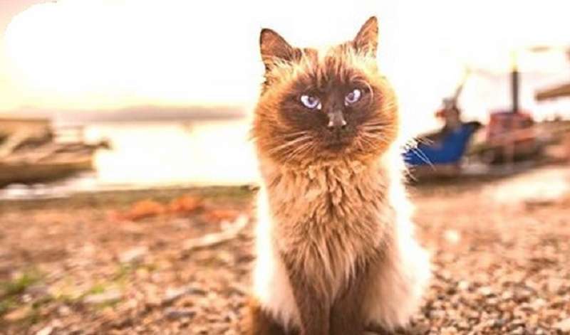 Il gatto ha cercato una via di casa per 6 anni fino a quando non è tornato dai proprietari