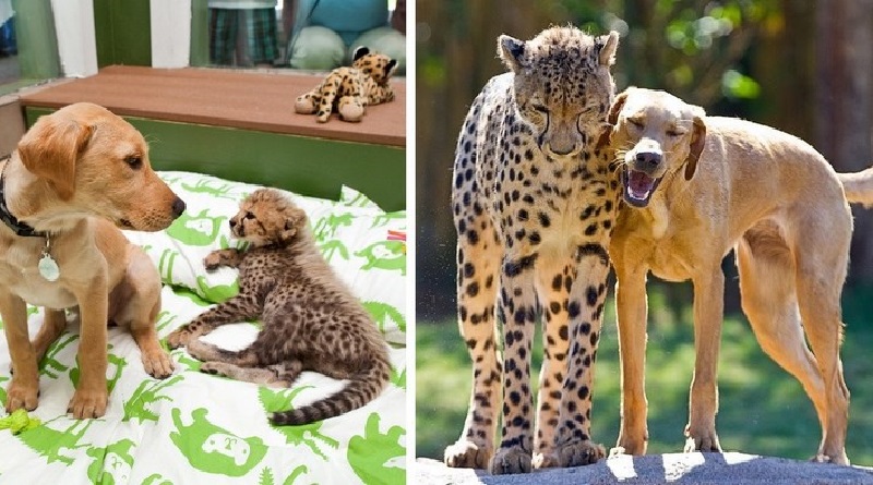 15 animali che sono cresciuti insieme dall'infanzia e si sono trasformati in splendidi adulti pur mantenendo la loro amicizia