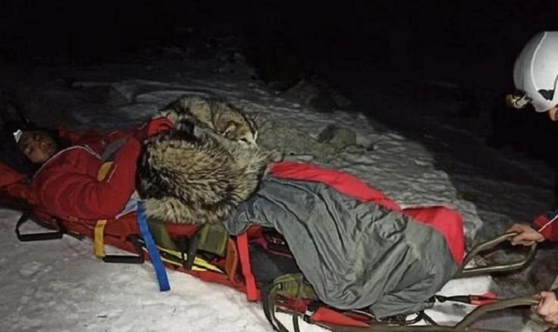 Il fedele cane ha salvato la vita del suo padrone riscaldandolo con il suo corpo