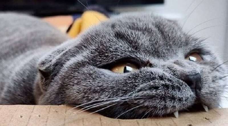 12 foto di gatti che dimenticano di essere sempre pelosi e carini