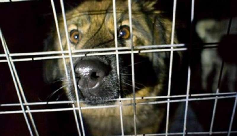 Scegliere un amico con il cuore di una bambina di 5 anni: “Prenderò il cane più inutile e sfortunato!”