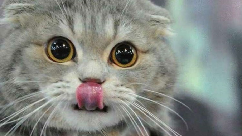 Perché il gatto ci aspetta alla porta quando arriviamo a casa