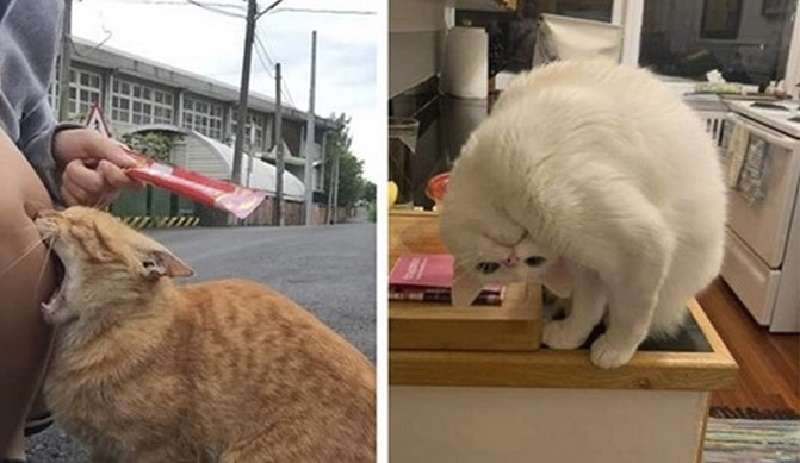 12 gatti che rendono difficile dire che sono gatti, non umani