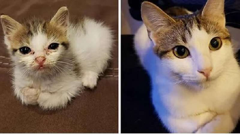 10 foto di gatti prima e dopo essere stati prelevati dalla strada