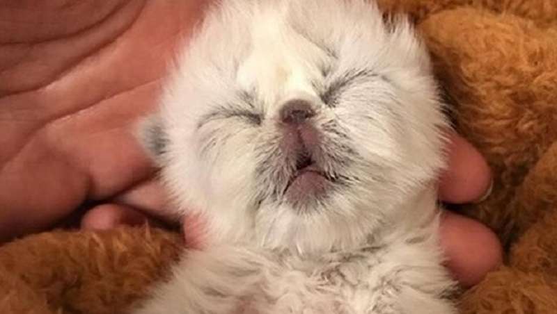 Il veterinario si è offerto di sopprimere il gattino con la faccia di un vecchio, ma i proprietari non hanno osato
