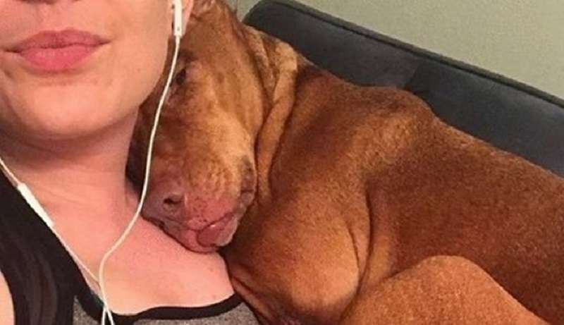 12 foto, dopo di che sarà difficile non avere un animale domestico. Anche se ne hai già uno.