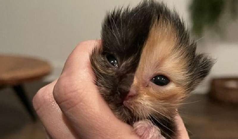 Il gattino abbandonato ha stupito tutti con il suo aspetto unico