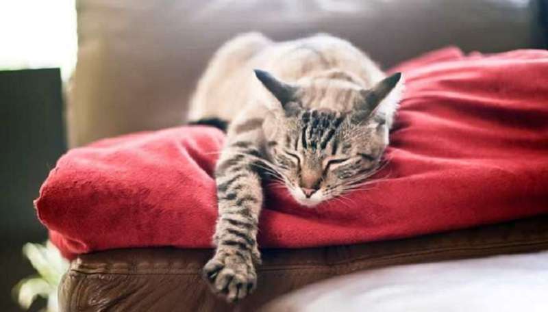 Chi è il proprietario di chi: un gatto per un uomo o un uomo per un gatto