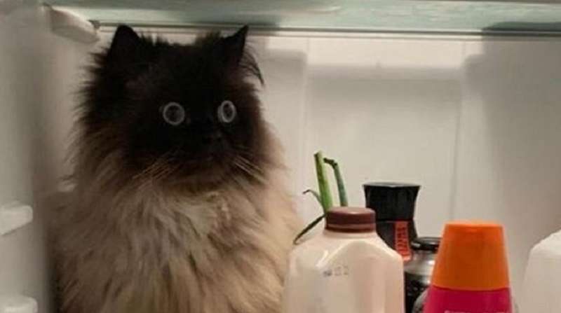 15 situazioni in cui è stato portato un animale domestico, ma le istruzioni per esso sono state dimenticate