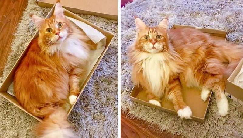 Maine Coon – gatti di una fiaba