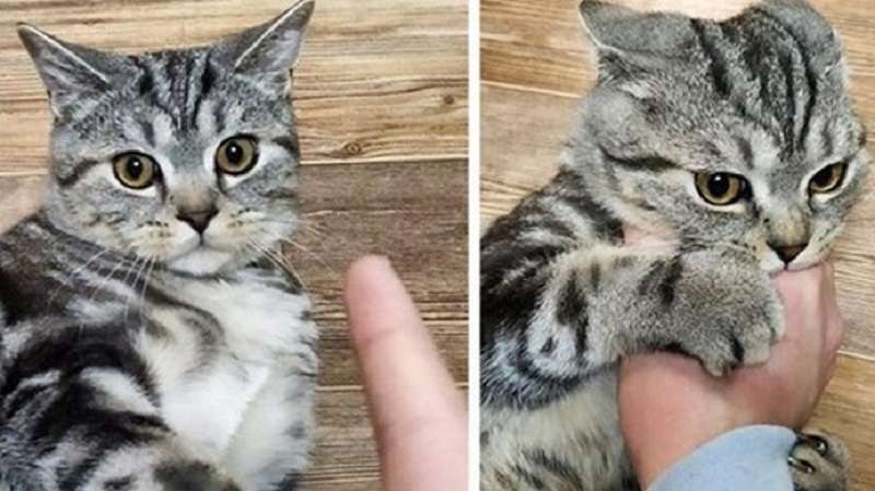 Dieci gatti che non hanno paura di mordere tutti