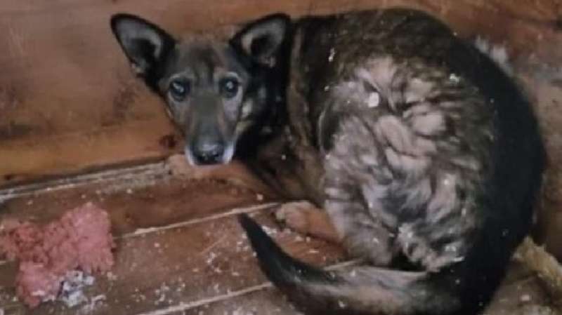 Nel rifugio di Mosca ha trovato un cane dimenticato da tutti 6 anni fa