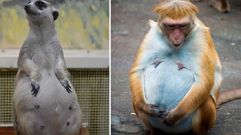 Simpatiche immagini di animali che presto diventeranno madri